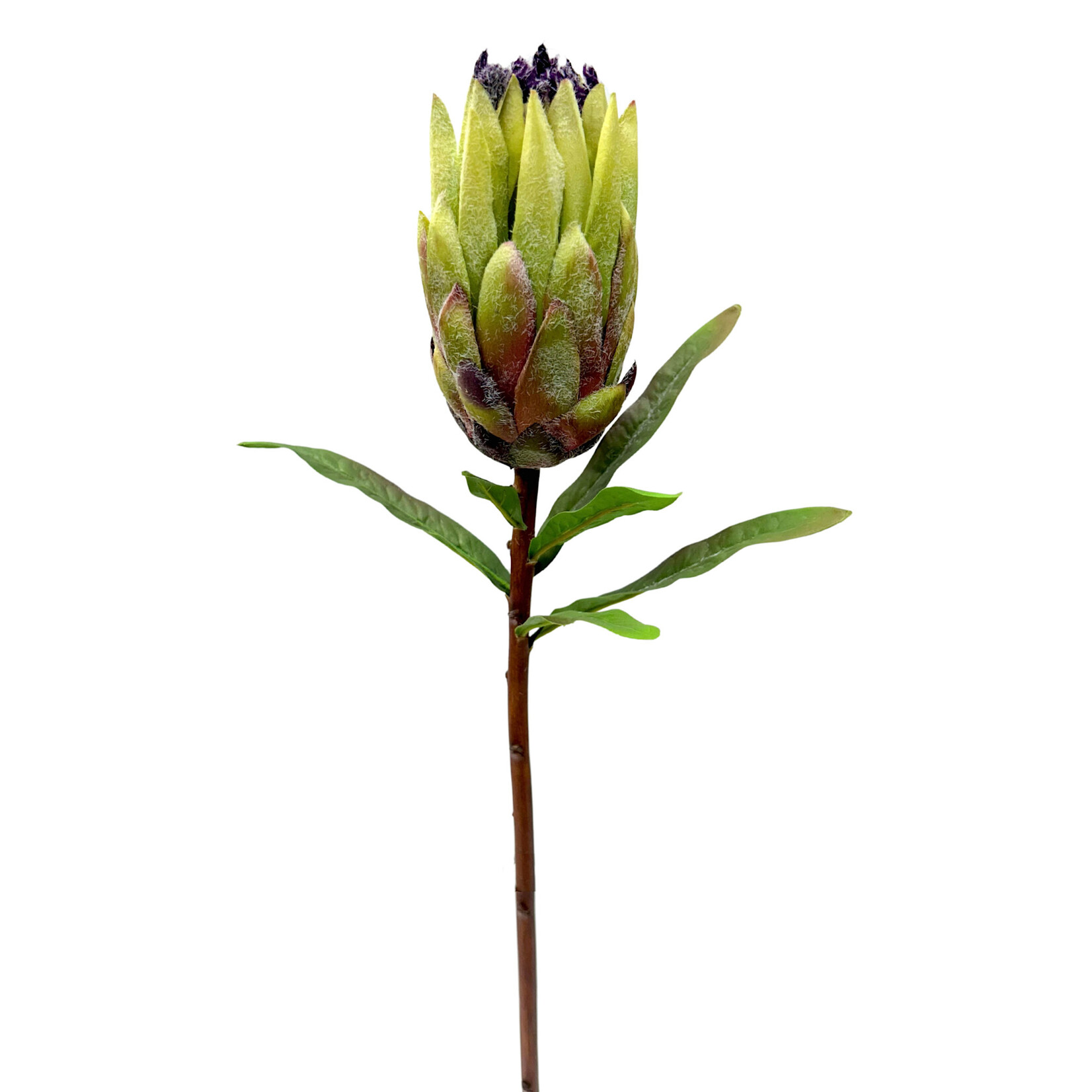 29" MINK PROTEA GREEN