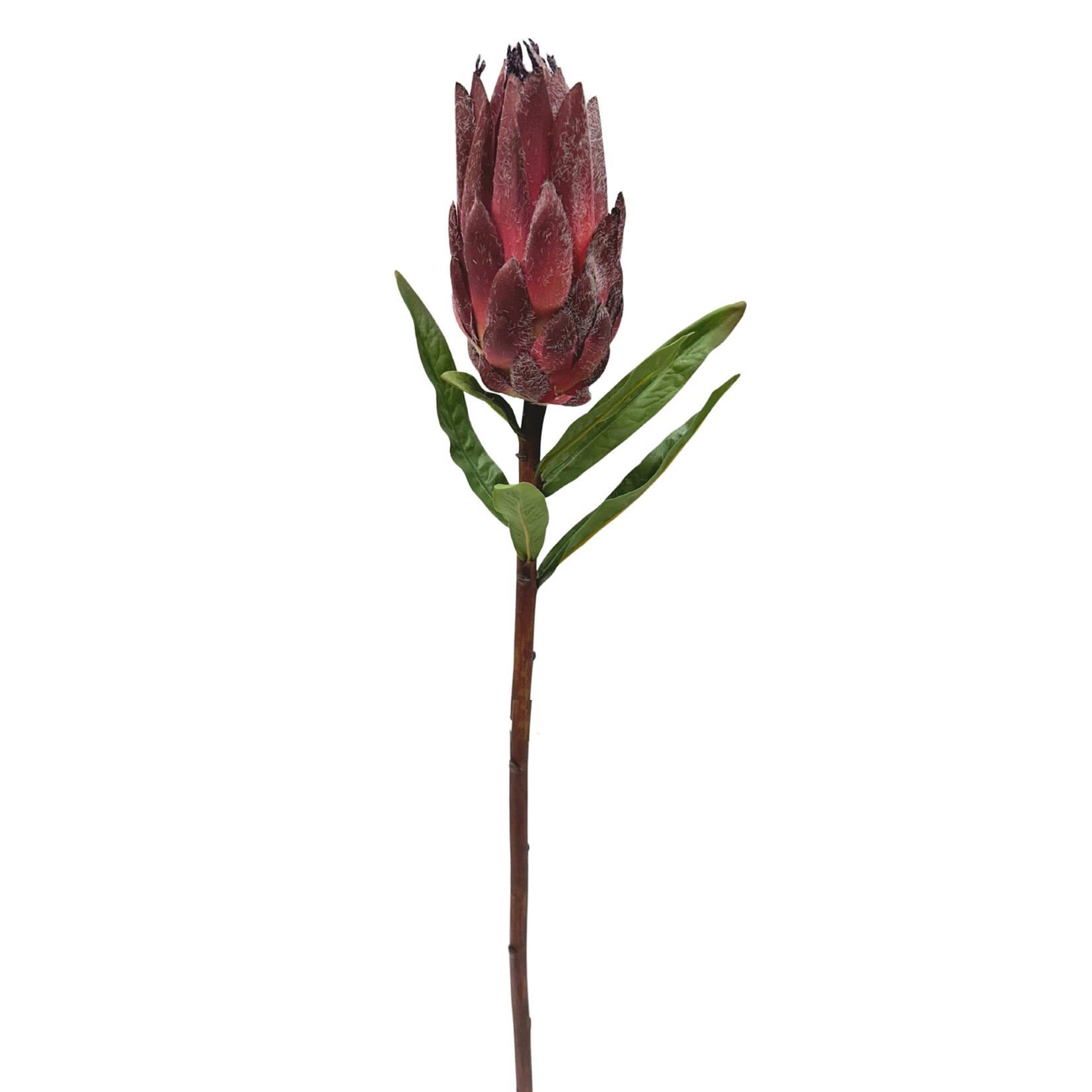 29" MINK PROTEA BURGUNDY