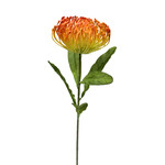 CSP572-OR: 26" OPEN NEEDLE PROTEA SPRAY ORANGE