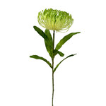 CSP572-GN: 26" OPEN NEEDLE PROTEA SPRAY GREEN