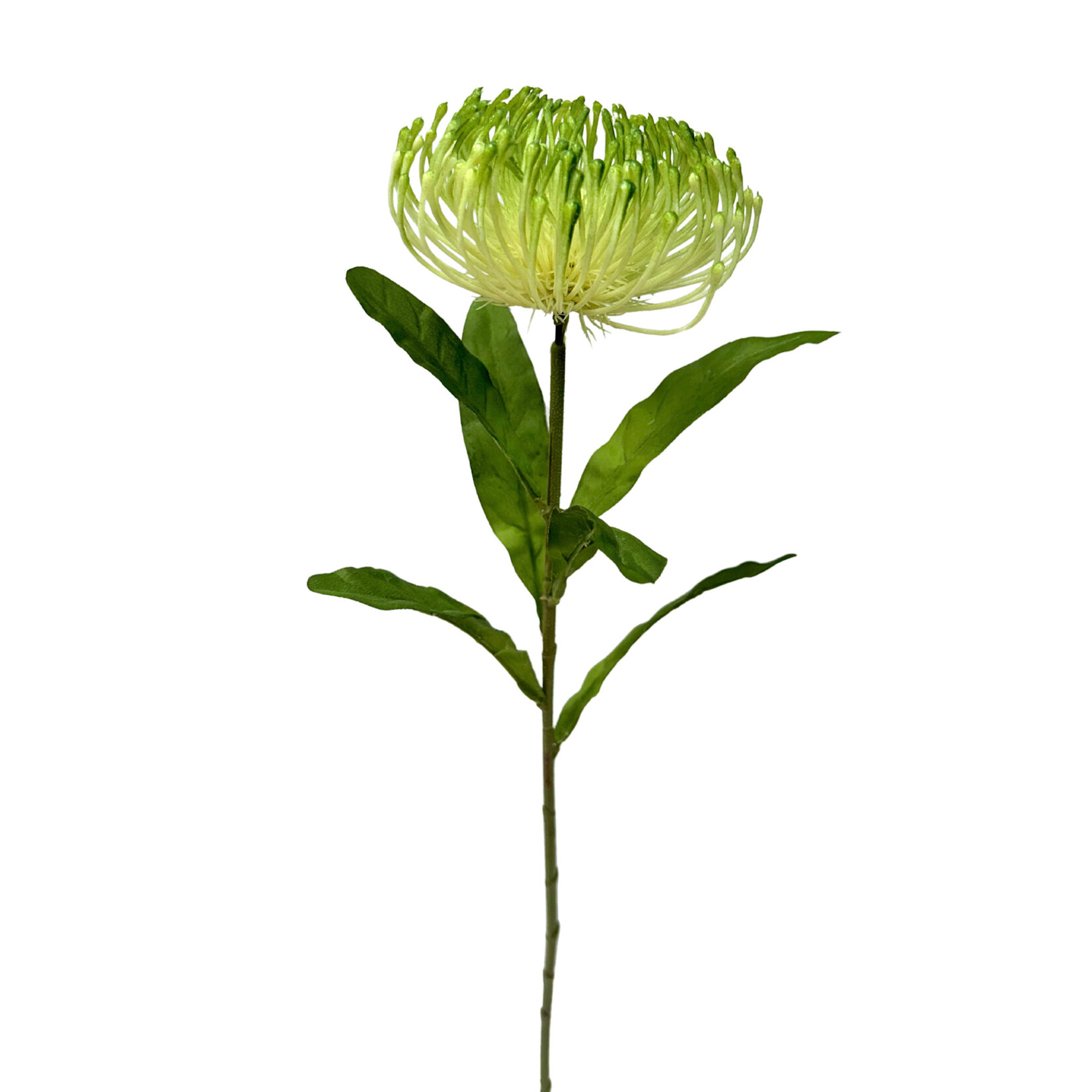 26" OPEN NEEDLE PROTEA SPRAY GREEN