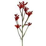 CSK802-OR/RU: 28" KANGAROO PAW SPRAY ORANGE RUST