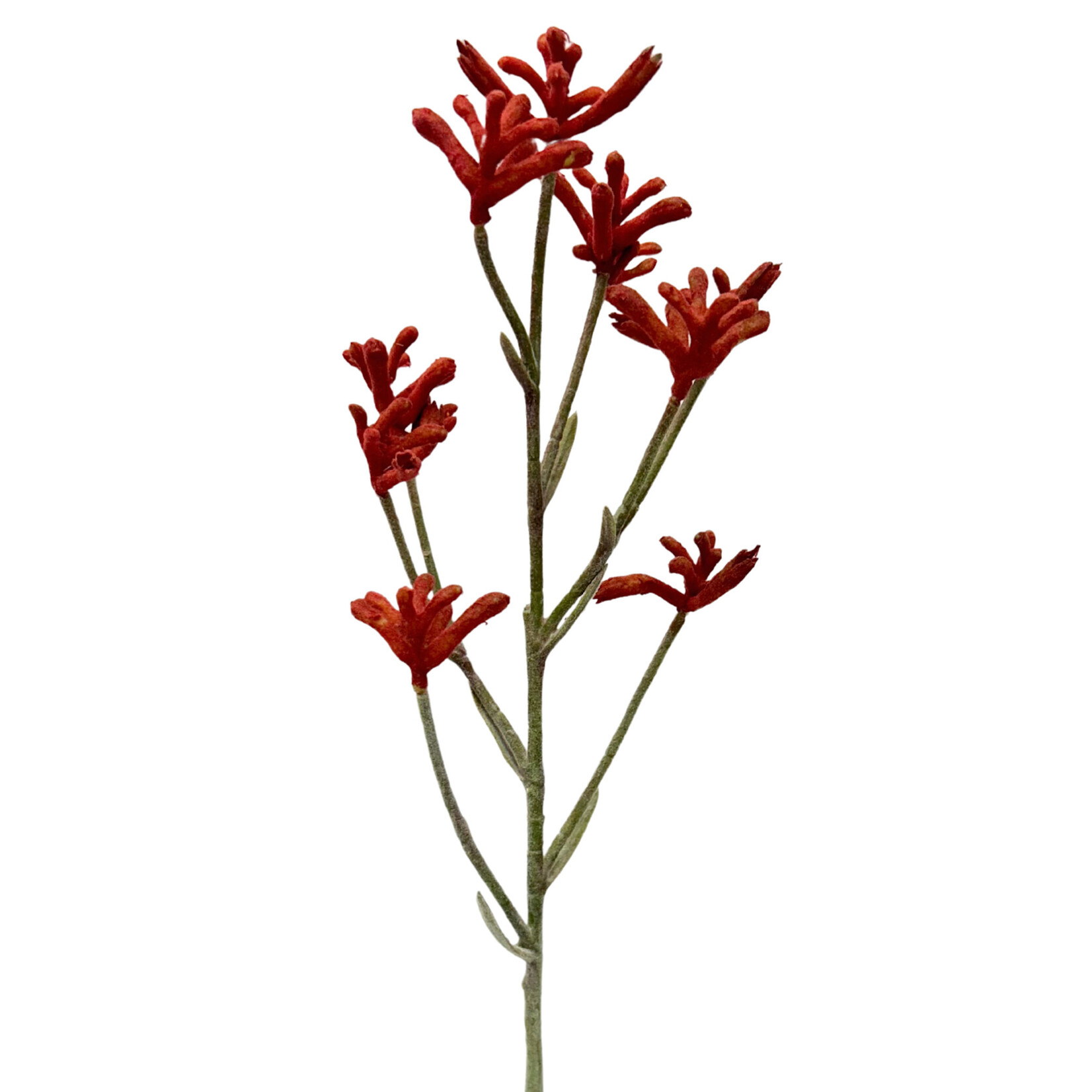 28" KANGAROO PAW SPRAY ORANGE RUST
