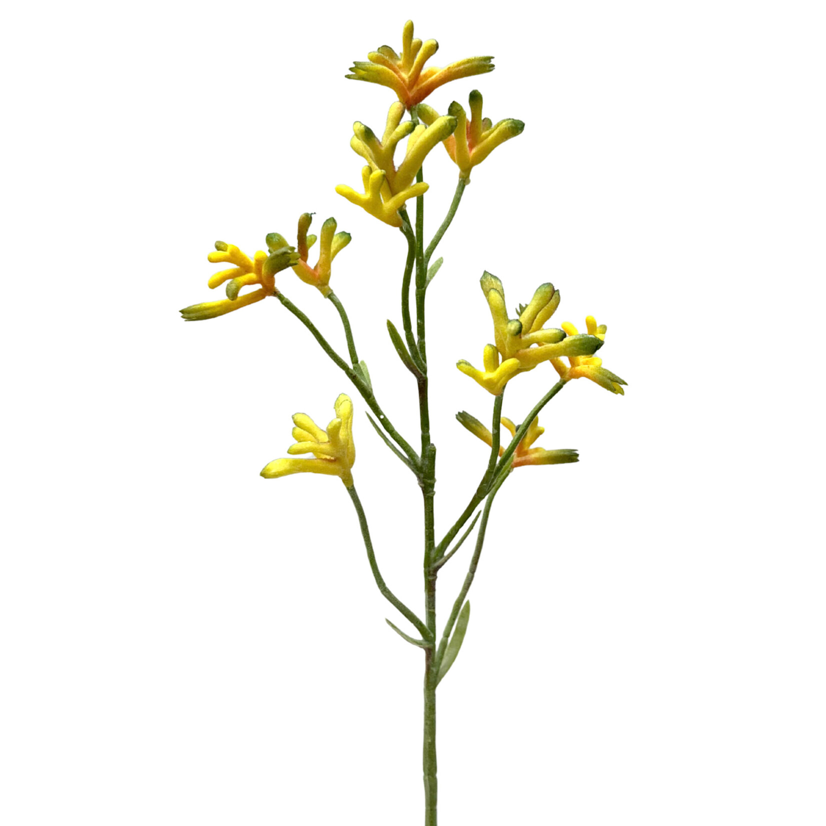 28" KANGAROO PAW SPRAY YELLOW