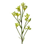 CSK802-GN: 28" KANGAROO PAW SPRAY GREEN