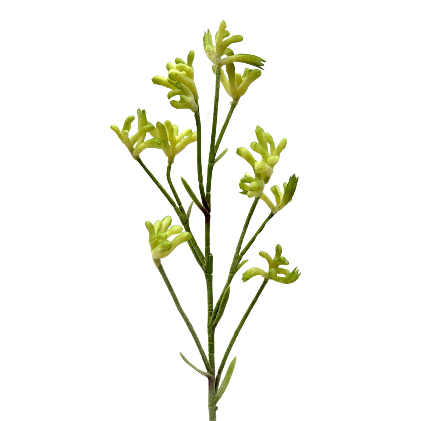 28" KANGAROO PAW SPRAY GREEN