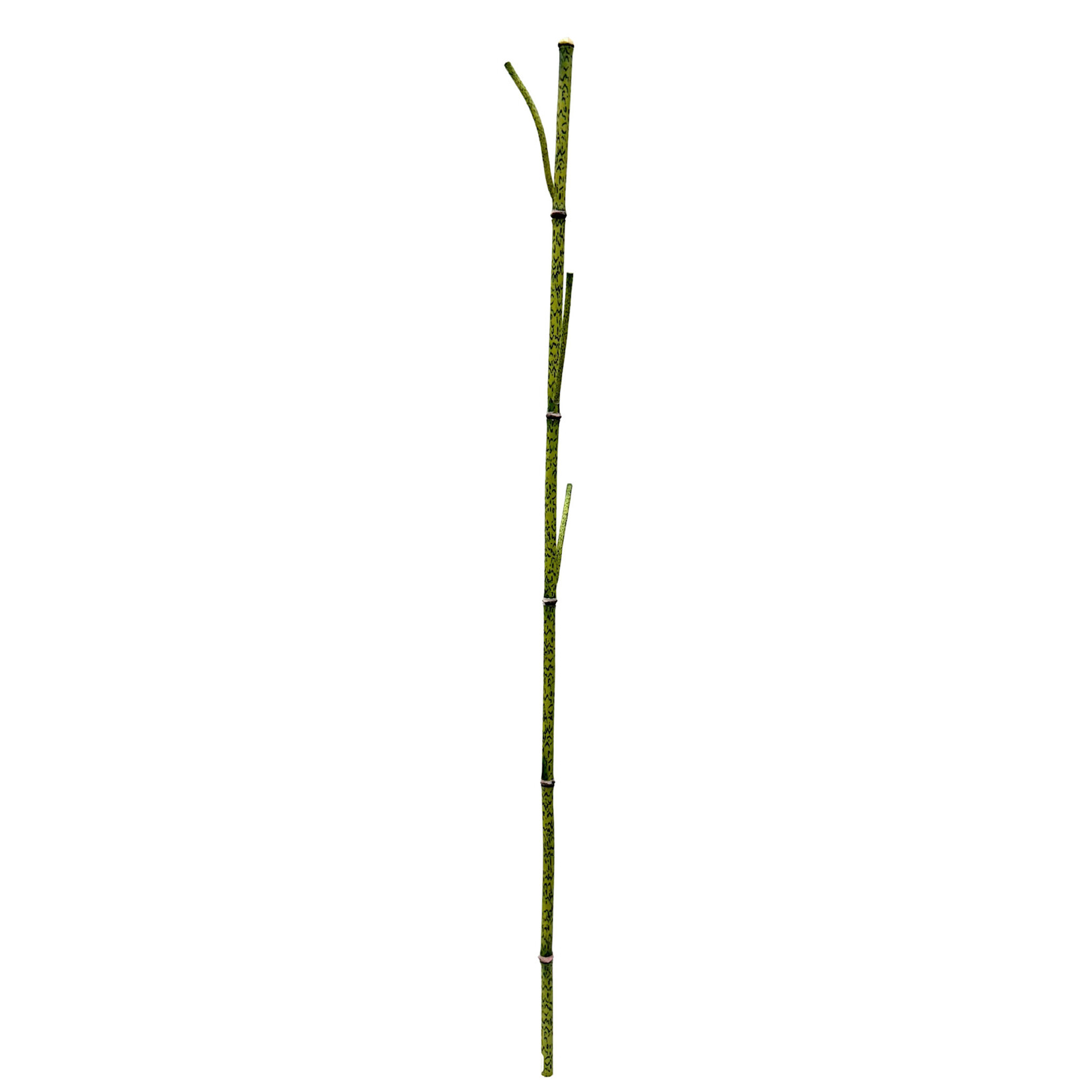 41.5" HORSETAIL STICK GREEN