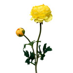 CSR727-YE: 18.9" RANUNCULUS SPRAY YELLOW