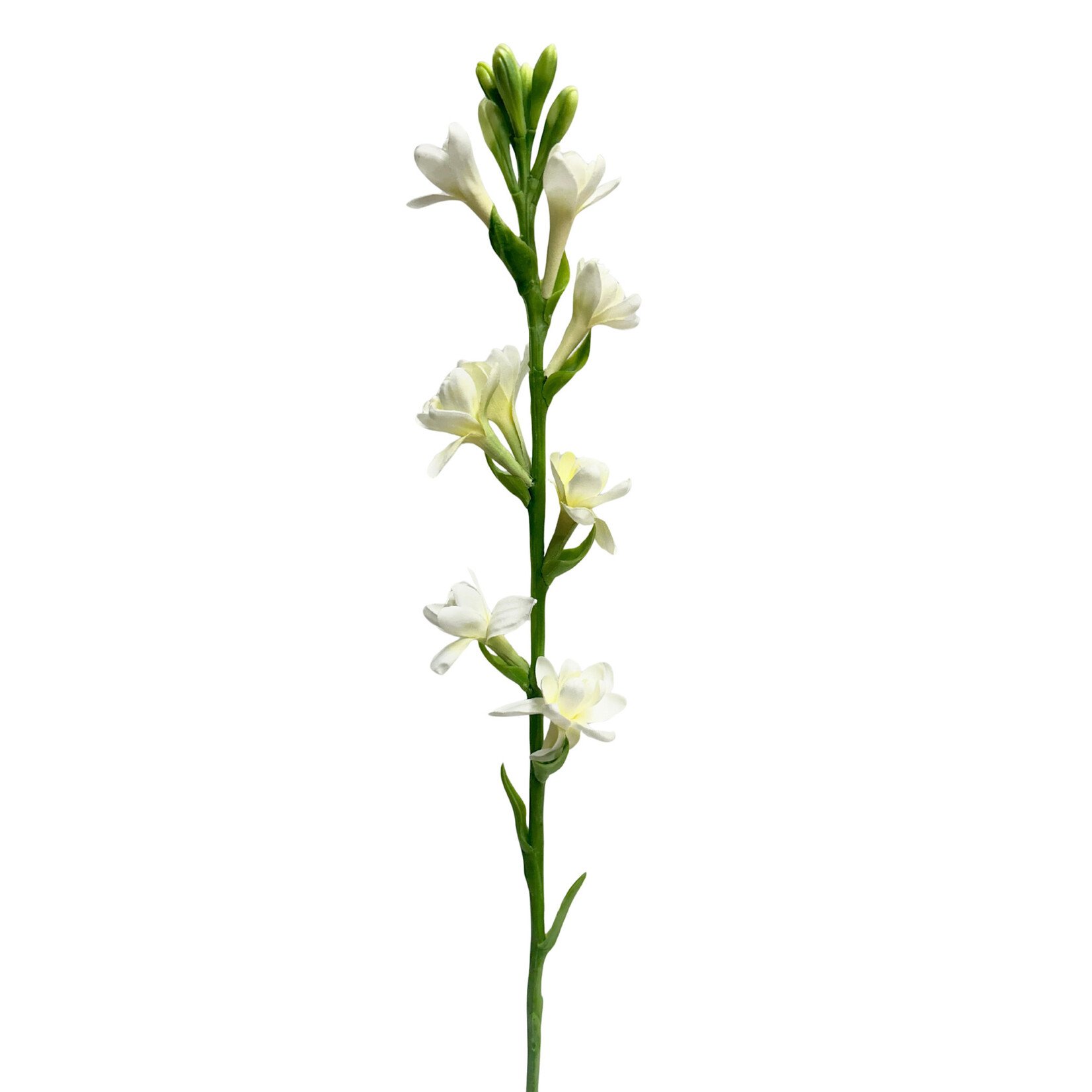 33" TUBEROSE SPRAY CREAM