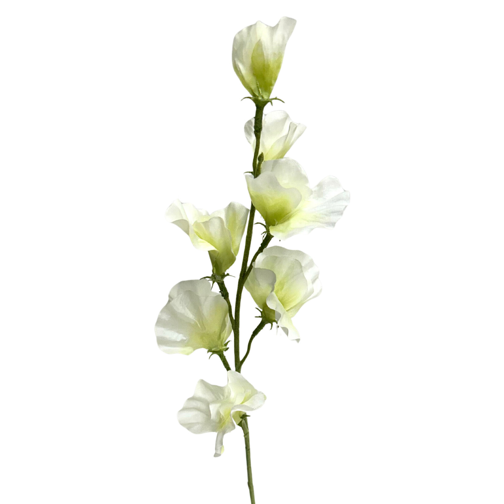 22" SWEET PEA SPRAY CREAM