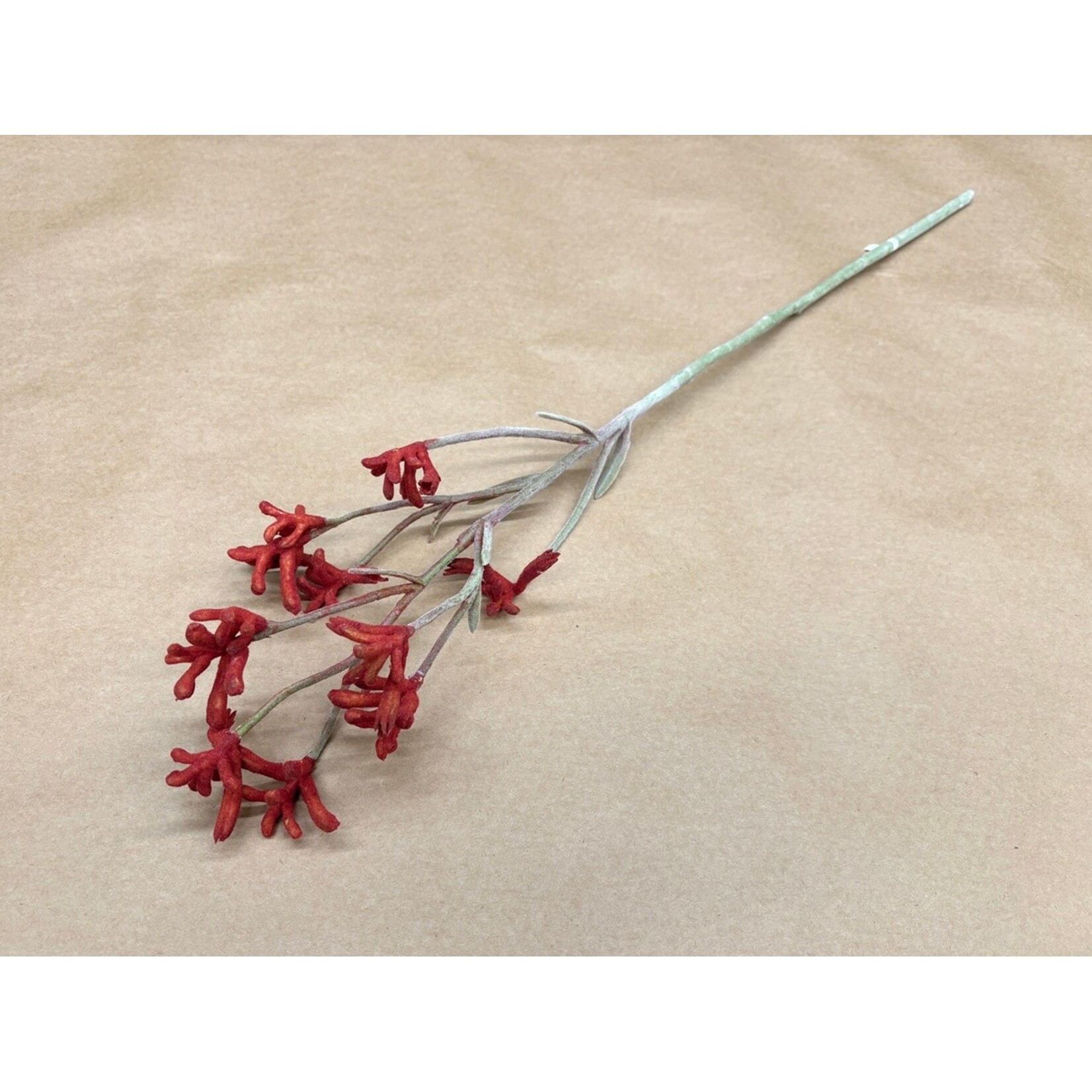 28" KANGAROO PAW SPRAY ORANGE RUST