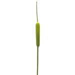 CGE639(A)-GN: 50" CATTAIL STEM GREEN