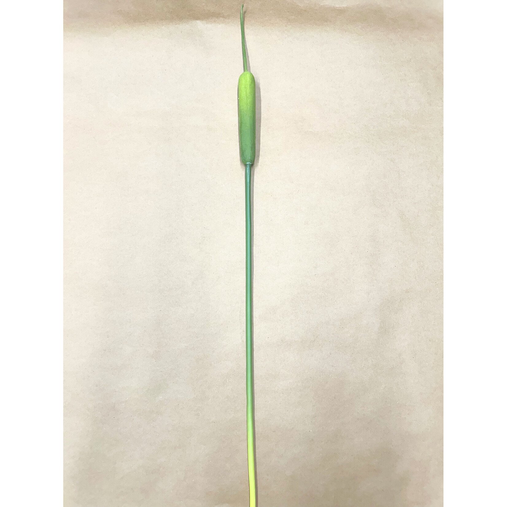 50" CATTAIL STEM GREEN