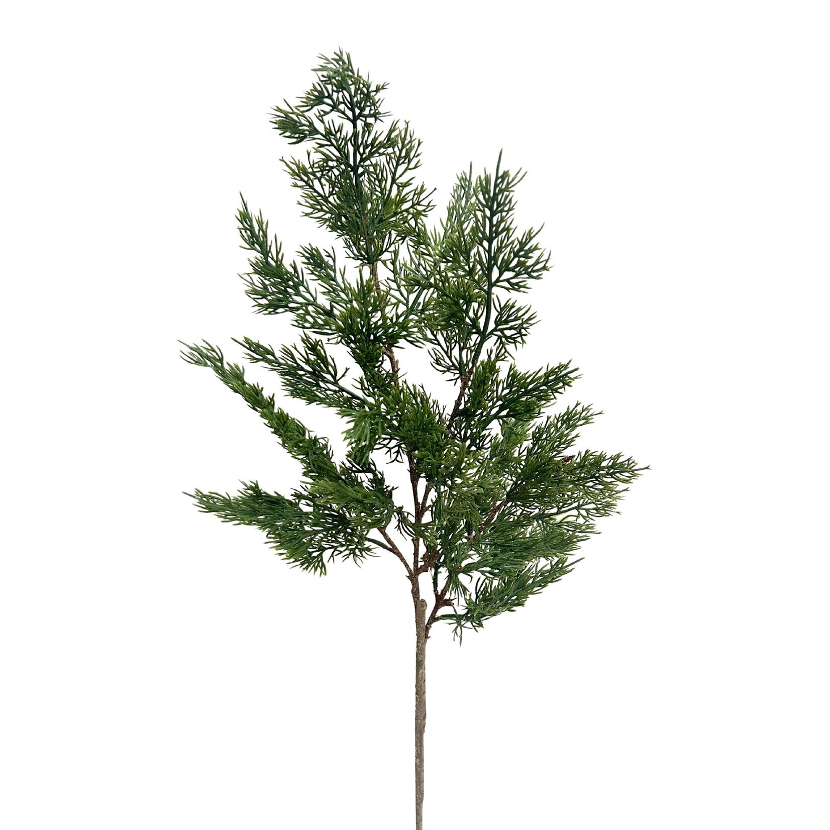 34" CEDAR SPRAY GREEN