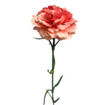 CSC153-CO: 21.5” CARNATION SPRAY CORAL