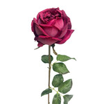 CSR226-AB: 20.5” YORK ROSE STEM AMERICAN BEAUTY