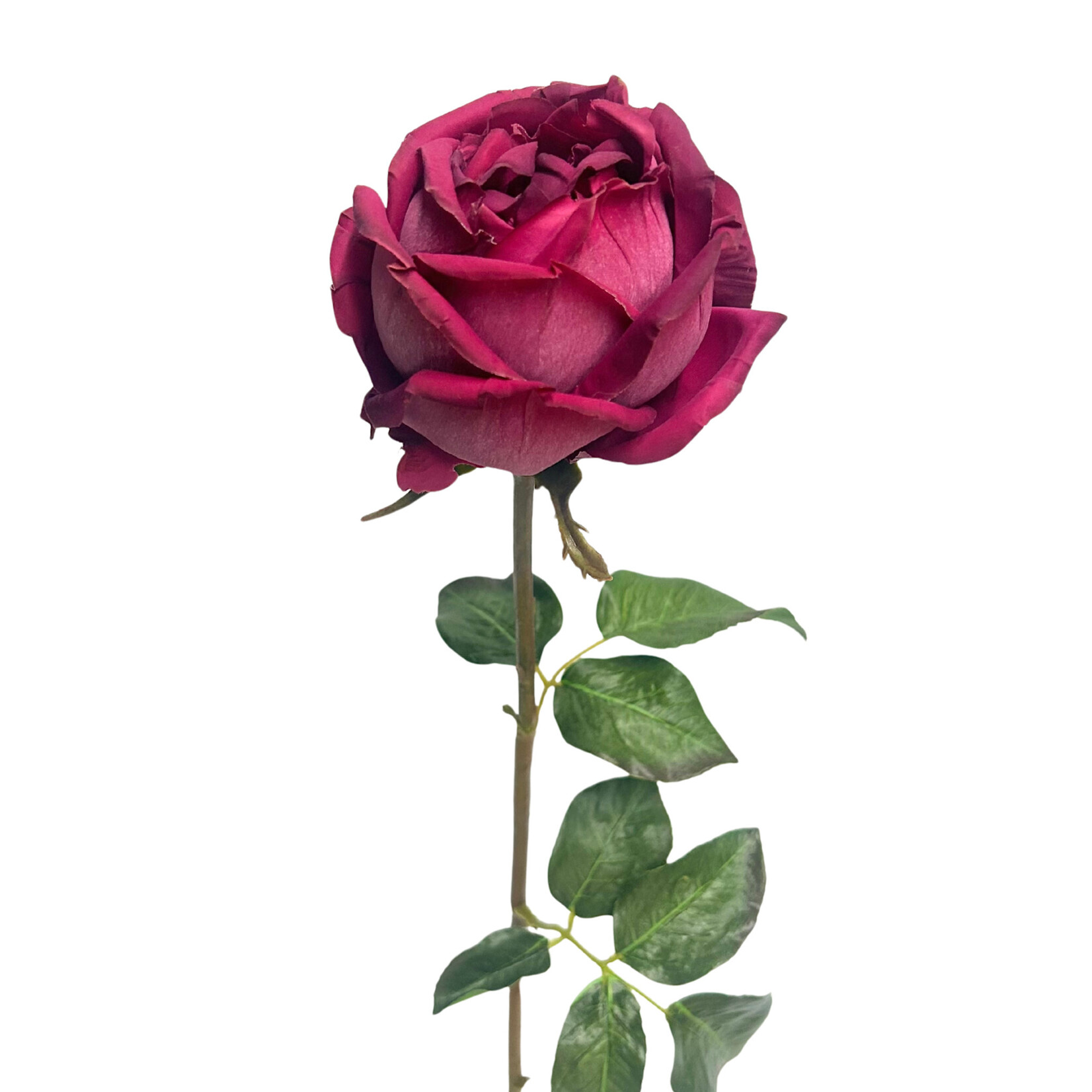 20.5" YORK ROSE STEM AMERICAN BEAUTY