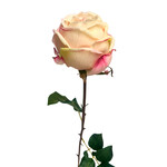 CSR226-PK/RE: 20.5" YORK ROSE STEM PINK RED