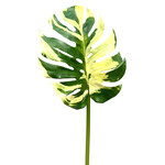CGE220-GN/CR: 44" MONSTERA LEAF SPRAY GREEN CREAM