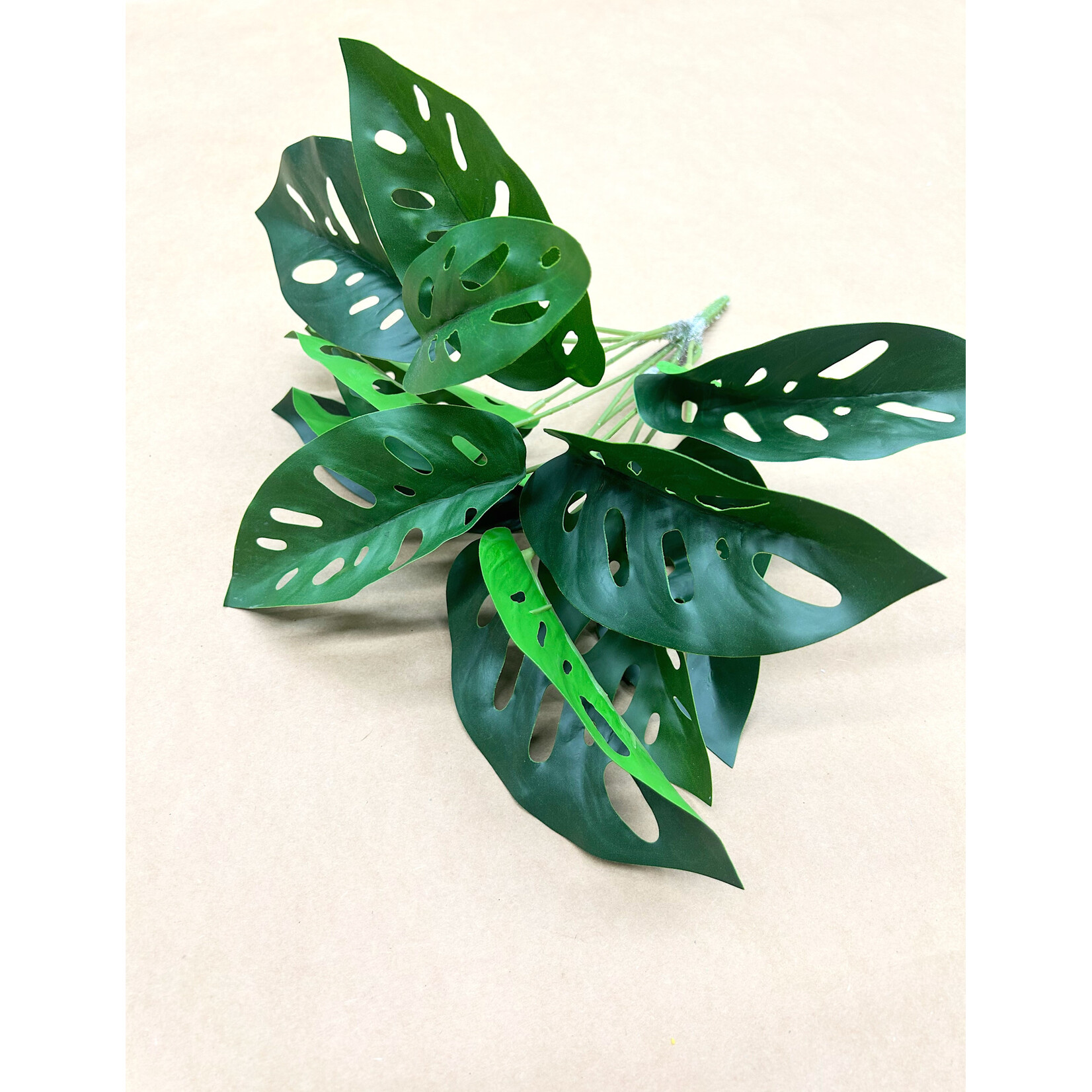 12.5" MONSTERA OBLIQUA BUSH GREEN