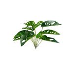 CGE247-GN: 12.5” MONSTERA OBLIQUA BUSH GREEN