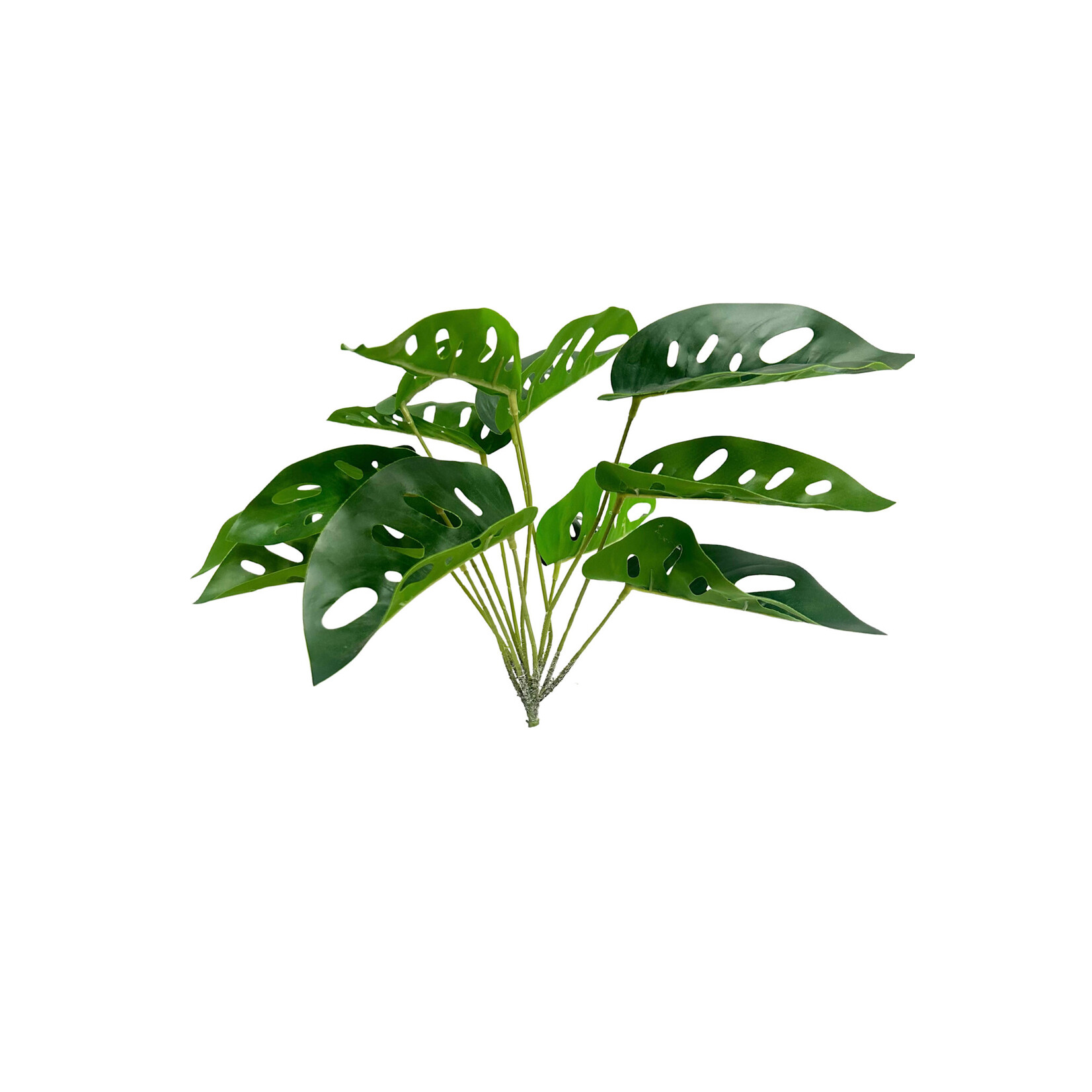 12.5" MONSTERA OBLIQUA BUSH GREEN