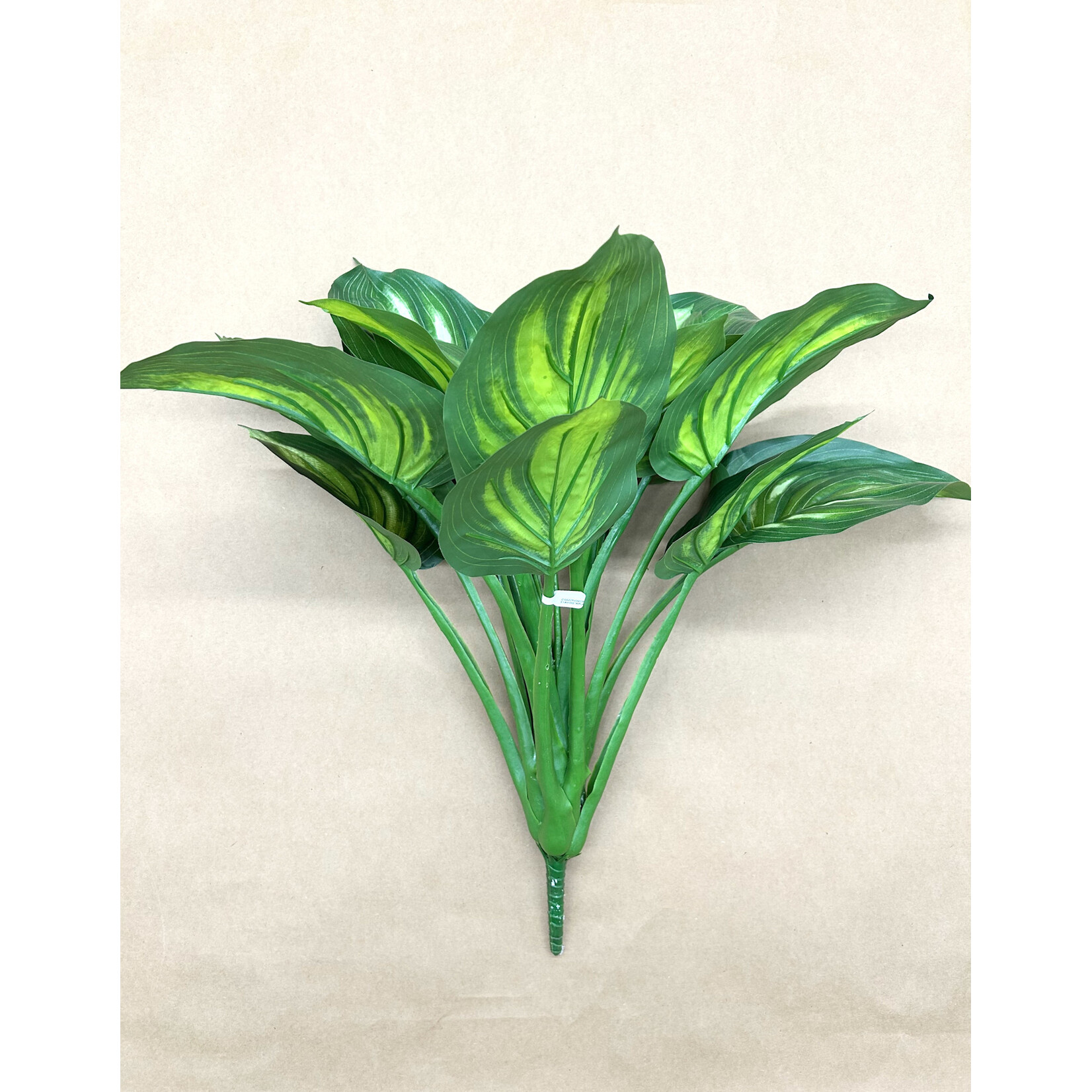 22" EVA HOSTA PLANT GREEN CREAM