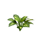 CGB223-GN/CR: 22” EVA HOSTA PLANT GREEN CREAM