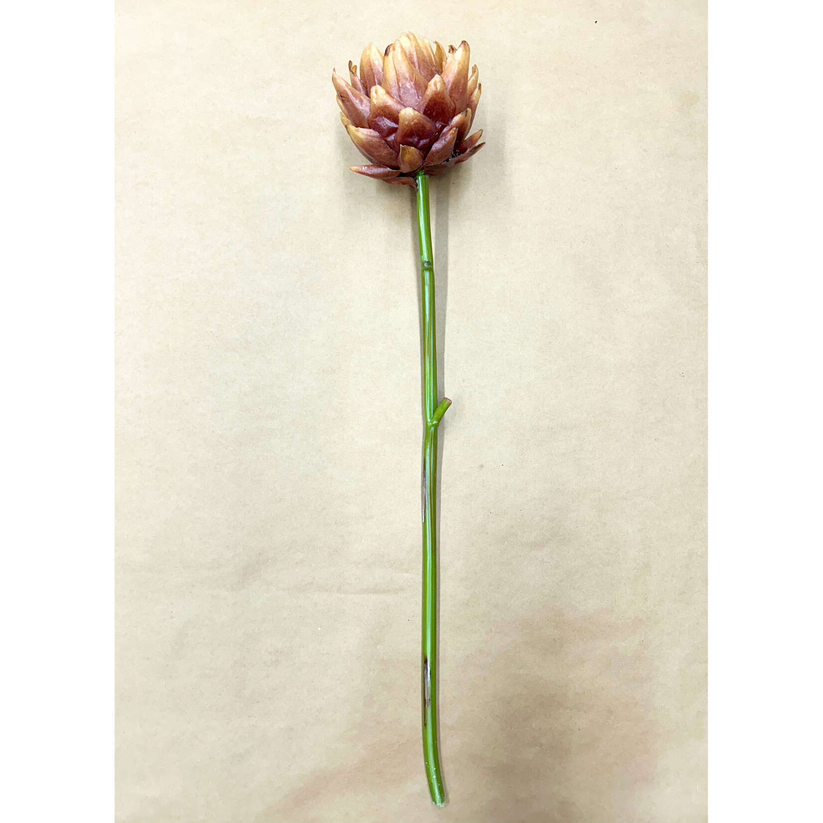 25.5” ARTICHOKE LINEN BROWN