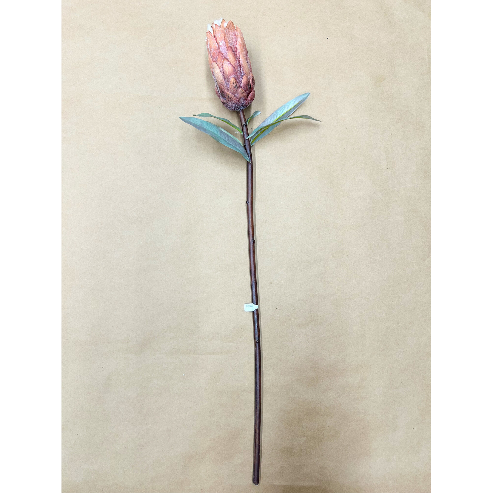 29" KING PROTEA MAUVE BROWN