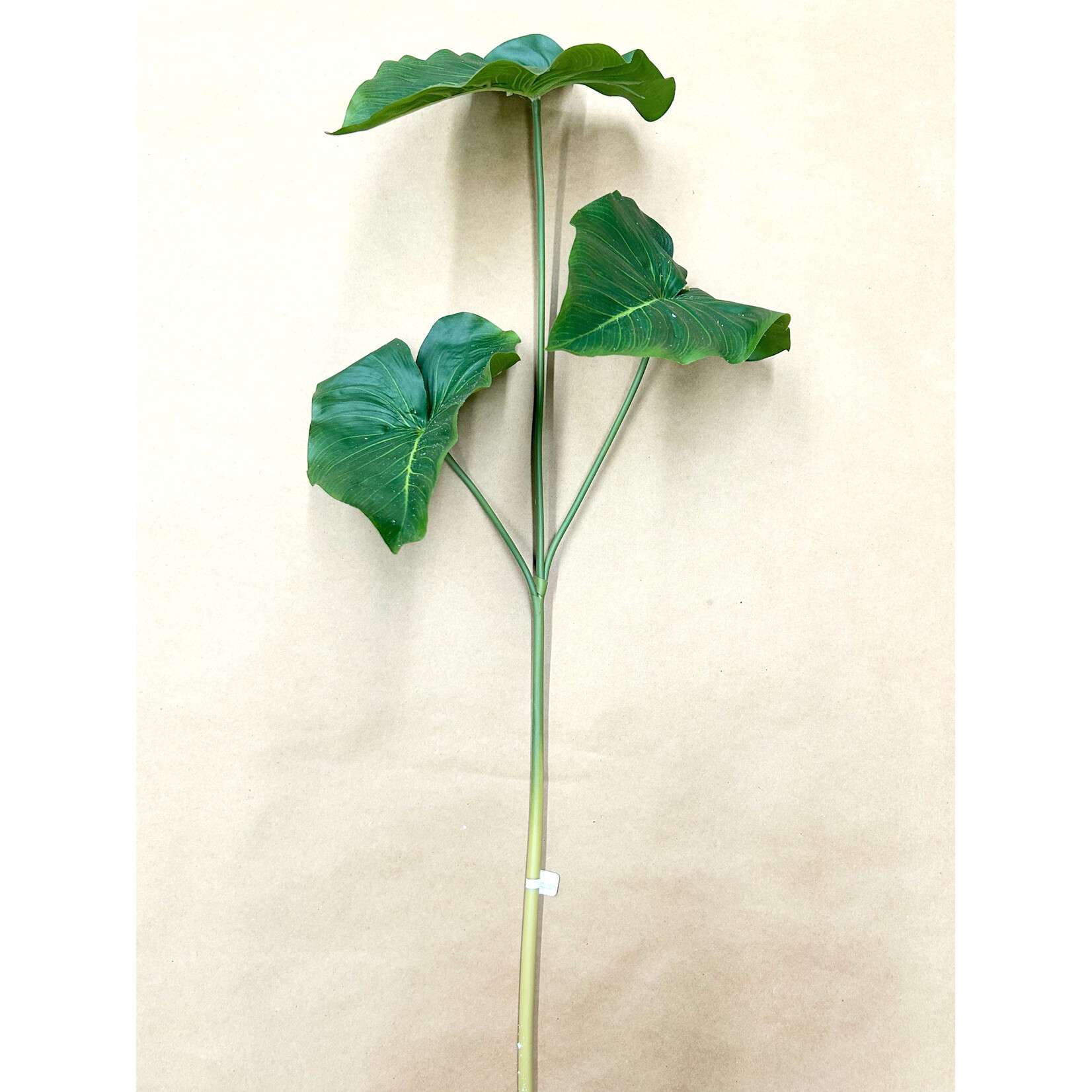 24" ANTHURIUM SPRAY GREEN