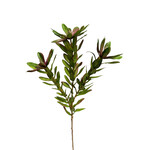 CGE353-GN: 26.25” WILD PROTEA SPRAY GREEN