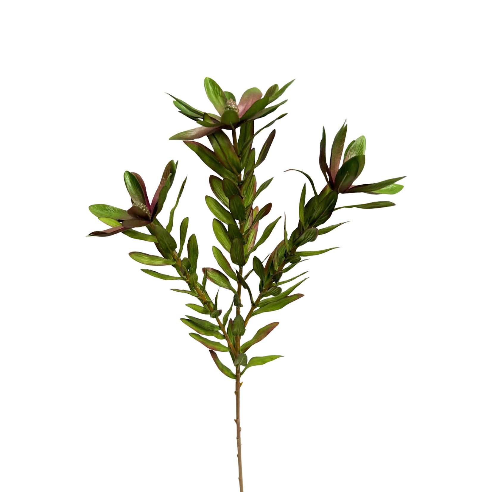 26.25" WILD PROTEA SPRAY GREEN