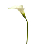 CSL600-WH: 21” NATURAL TOUCH CALLA LILY WHITE