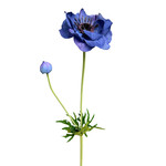 CSA213-BL/HE: 25” ANEMONE SPRAY WITH BUD BLUE HELIO