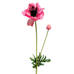 CSA213-RO: 25” ANEMONE SPRAY WITH BUD ROSE
