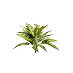 CGB414-GN: 18.5” AGLAONEMA BUSH GREEN