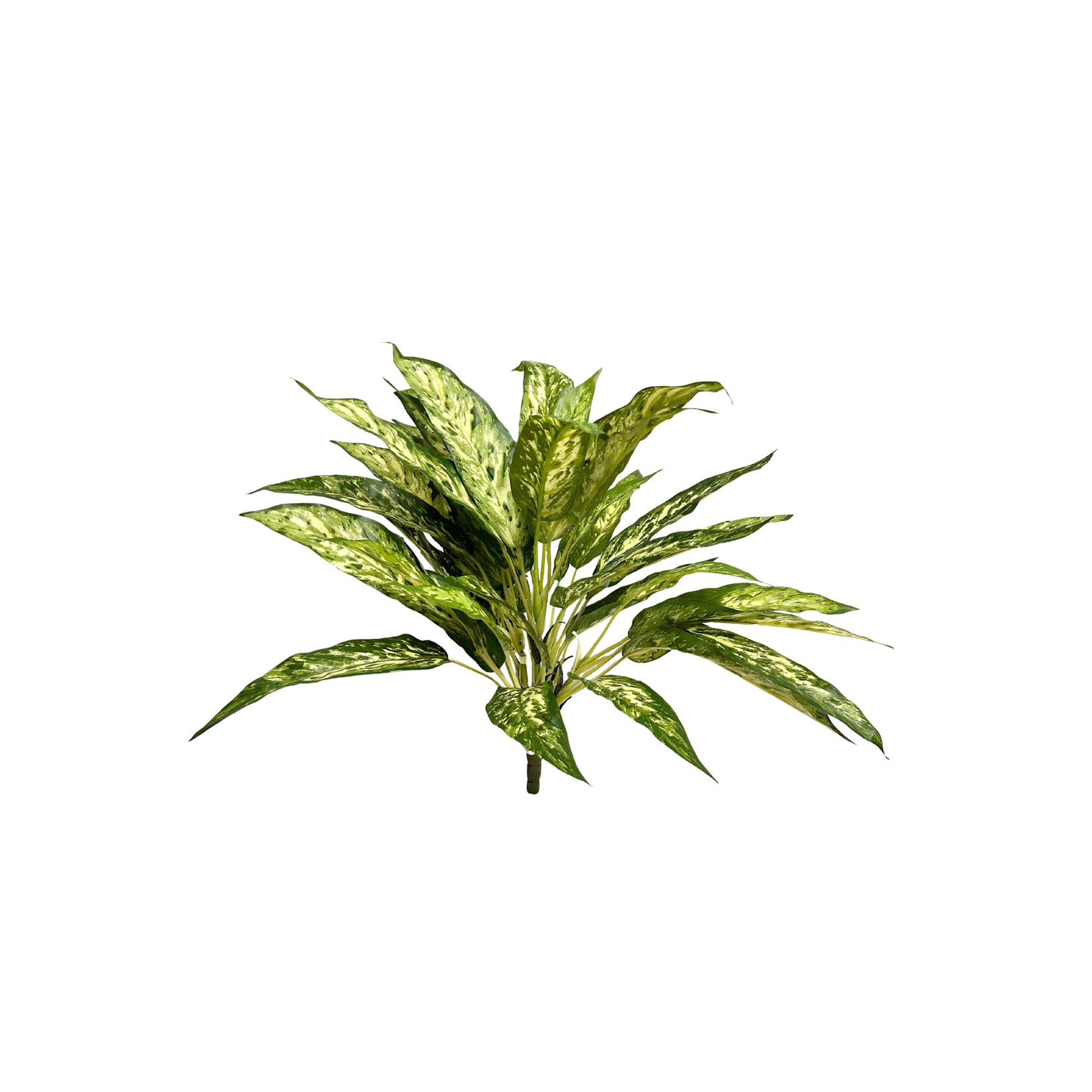 18.5" AGLAONEMA BUSH GREEN