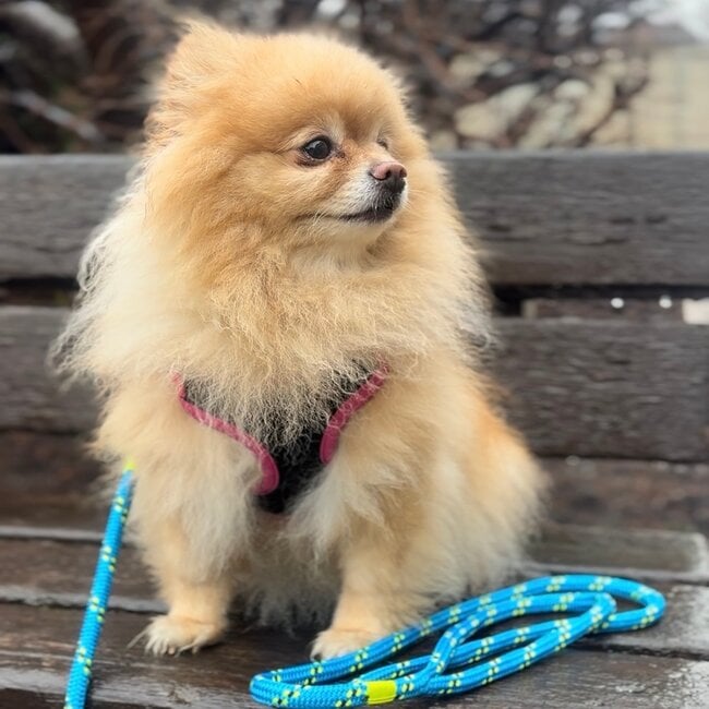 Fogh Boat Supplies Limited Yacht Rope Dog Leash with Swivel Shackle 7'