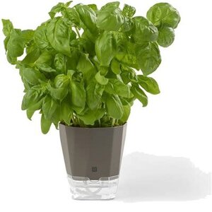 Ricardo Pot pour fines herbes à auto-arrosage Ricardo 063792