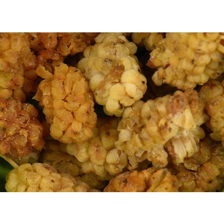Mulberries, White - Dried - Organic 400g
