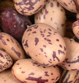 Beans, Pinto - Raw - Organic 700g