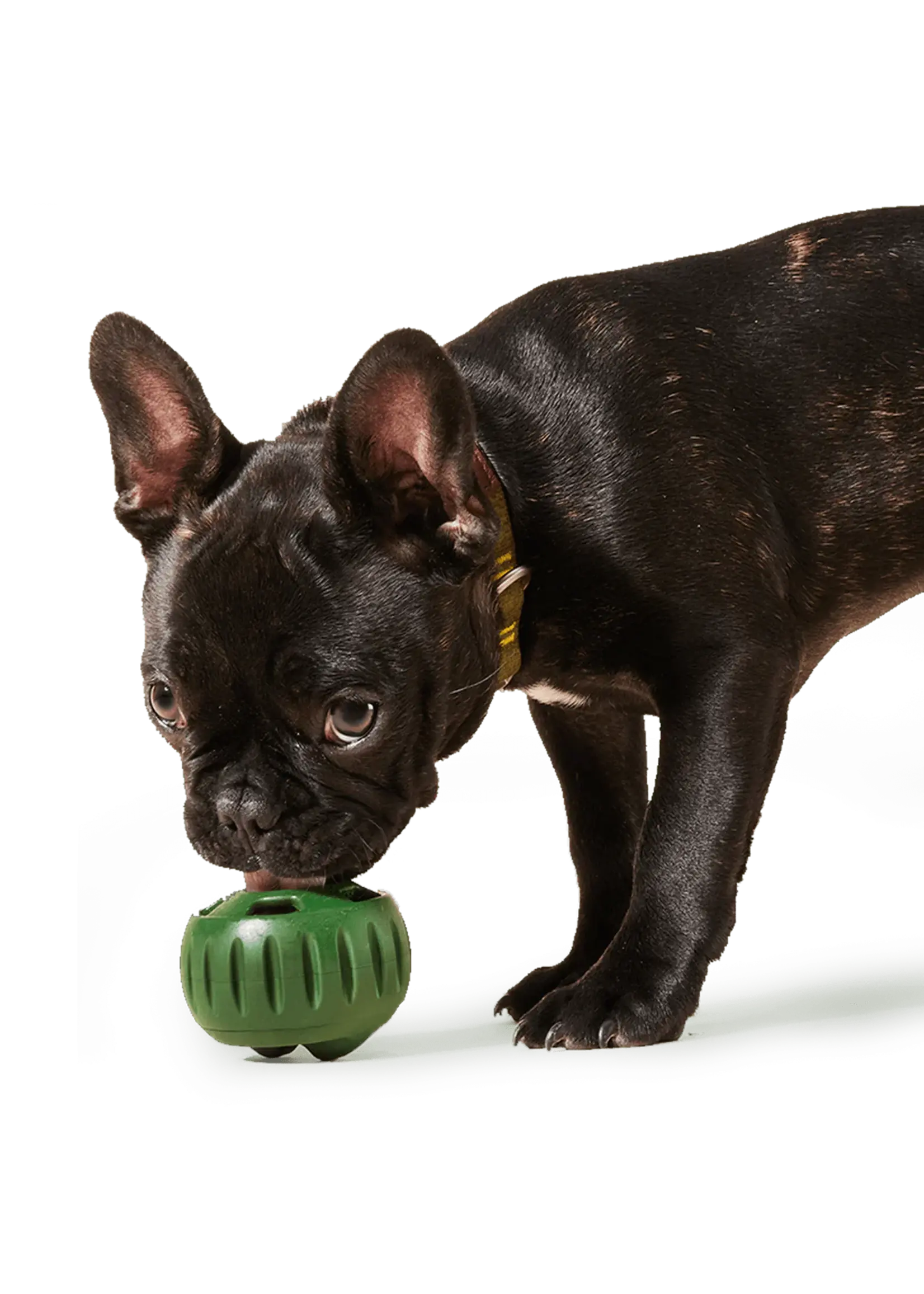 WOOF Woof, D, Pupsicle, L