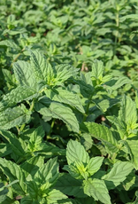 Burlap & Barrel Euphrates Mint (0.7oz)