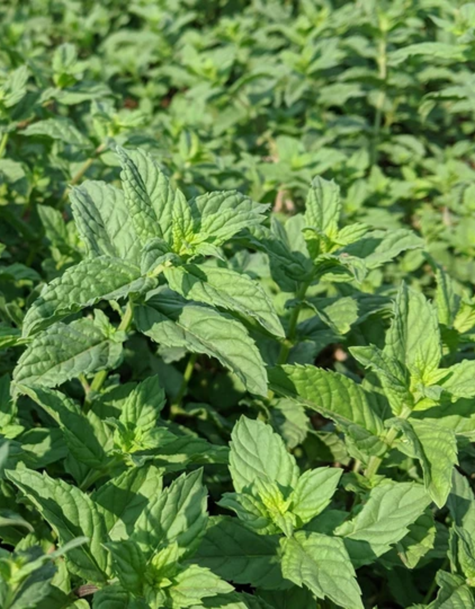 Burlap & Barrel Euphrates Mint (0.7oz)