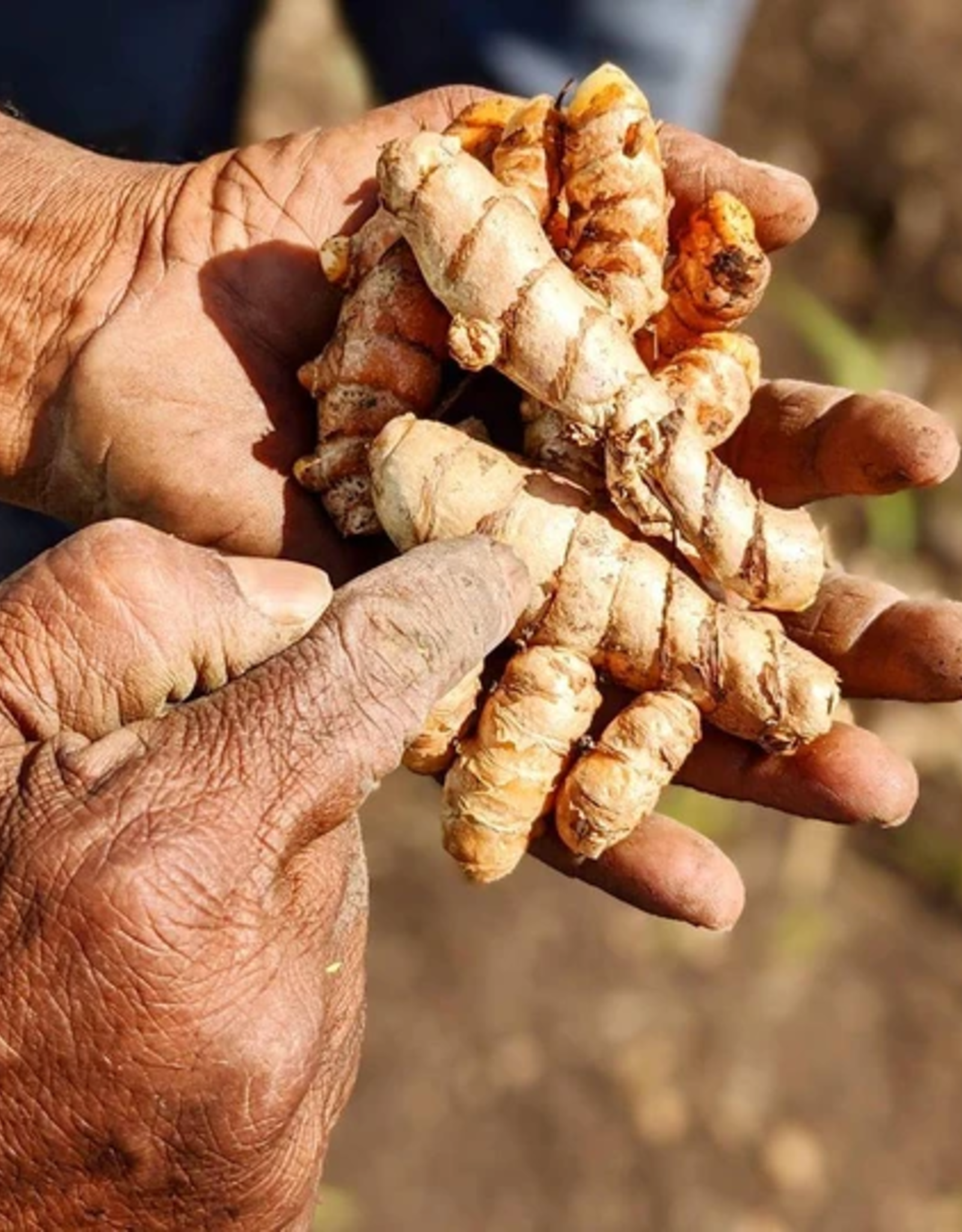 Burlap & Barrel New Harvest Turmeric