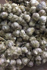Burlap & Barrel Purple Stripe Garlic