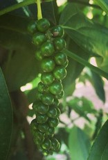 Burlap & Barrel Zanzibar Black Peppercorns