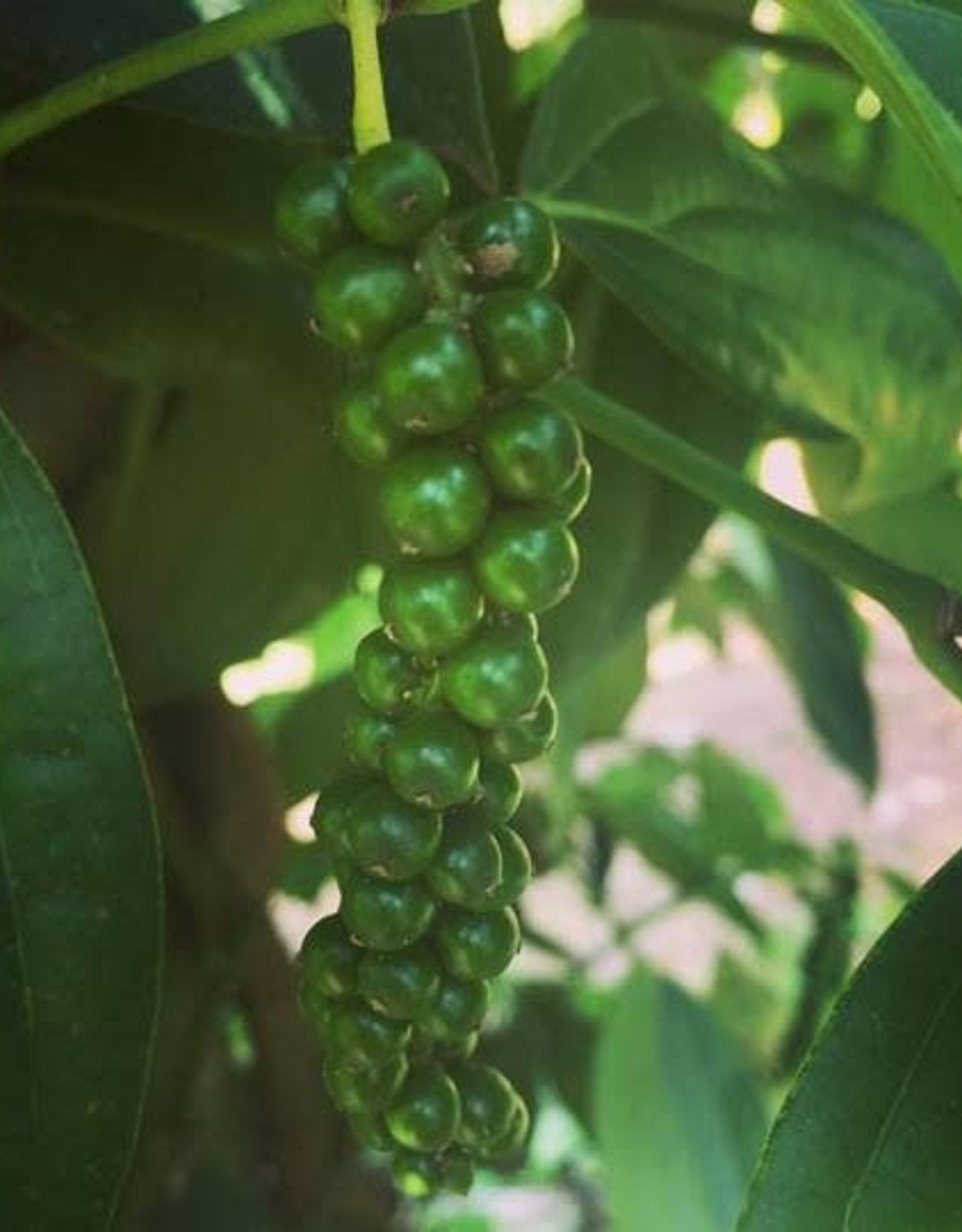 Burlap & Barrel Zanzibar Black Peppercorns