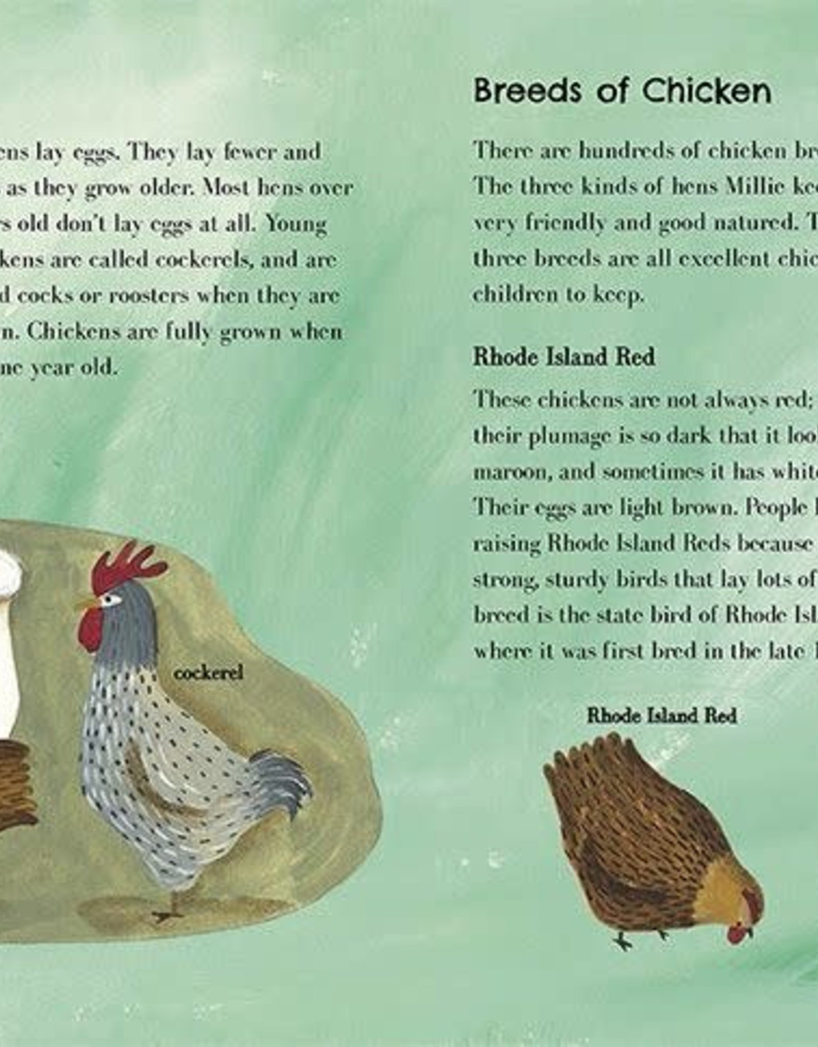 Barefoot Books Millie's Chickens (Paperback)